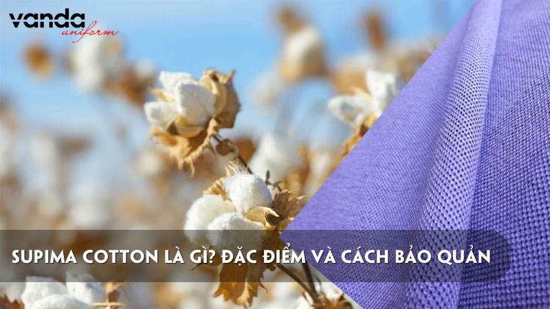 supima-cotton-la-gi-dac-diem-va-cach-bao-quan